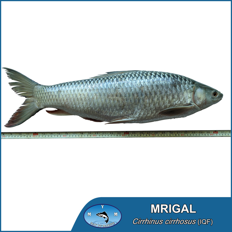 Mrigal IQF - ASIA WINNER